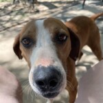 Shiloh