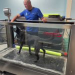Prime Pet Rehabilitation Therapy