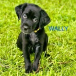 Wally
