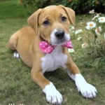 Woofles
