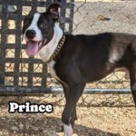 Prince