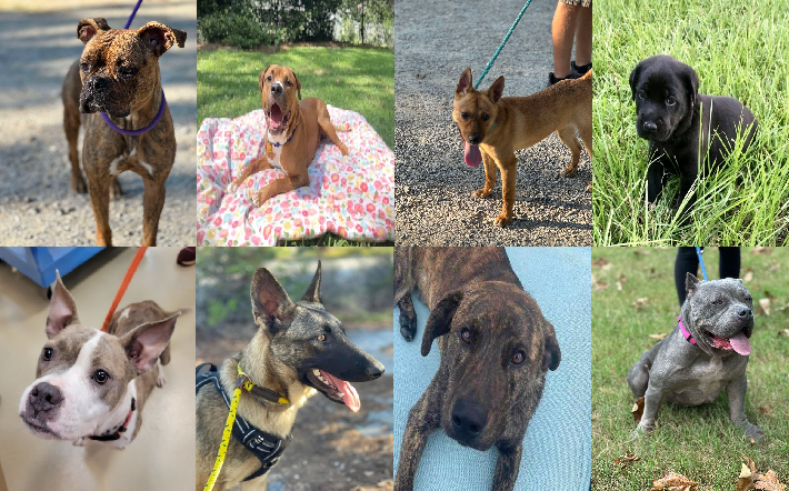20240829pups