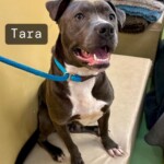 Tara