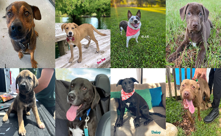 20240802pups