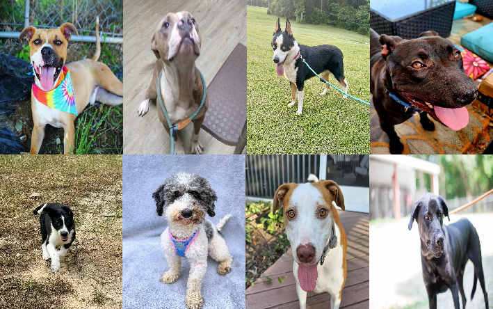 20240815pups