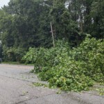 Orangeburg Downed Tree 2