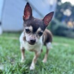 Gizmo