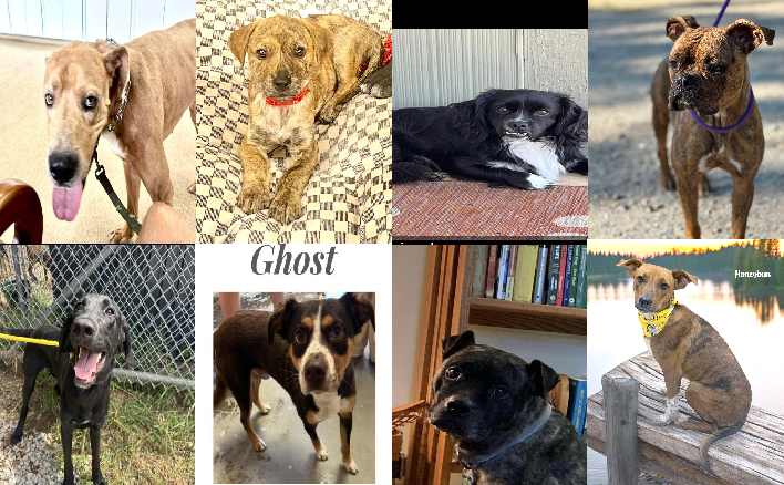 20240828pups