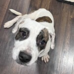 Dottie