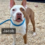 Jacob