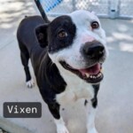 Vixen