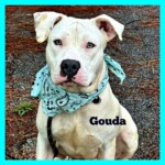 Gouda