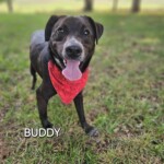 Buddy