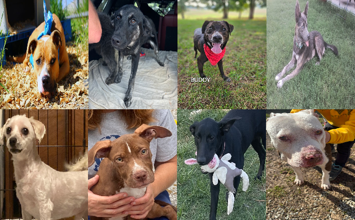 20240807pups