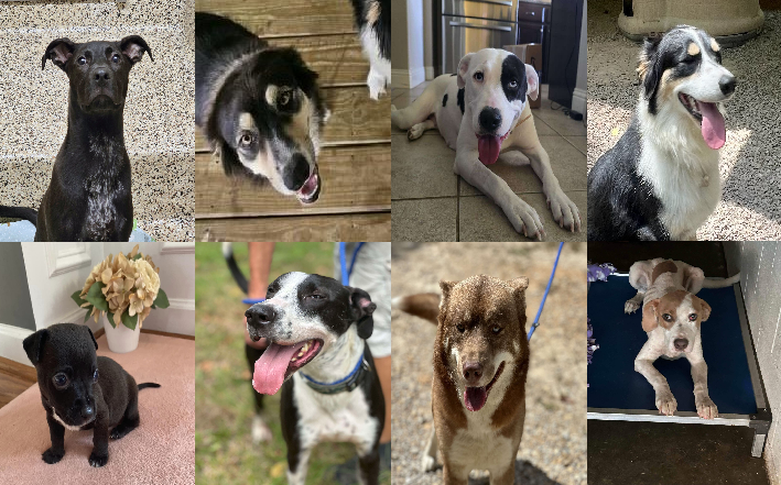 20240821pups