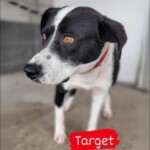 Target