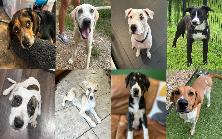 20240816pups