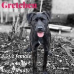 Gretchen