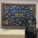 Prime Pet Rehabilitation Therapy