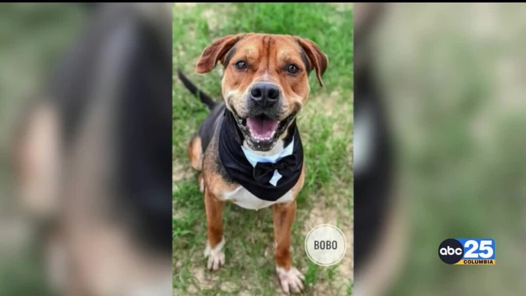 23 Displaced Dogs In Orangeburg In Need Of Homes