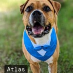 Atlas