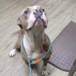 Artemis