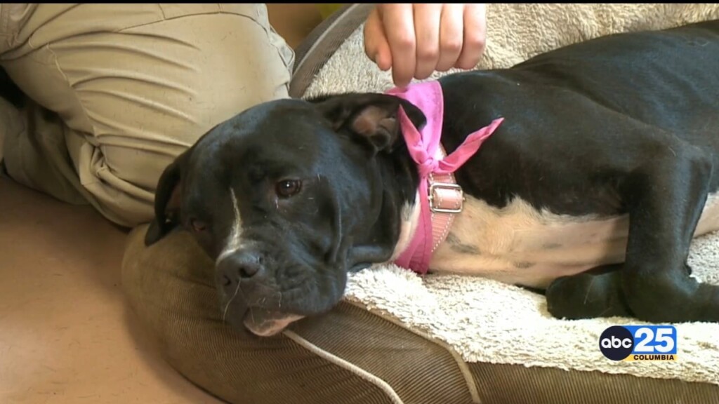 Free Pet Adoptions Offered Now Through September 10th At Columbia Animal Services