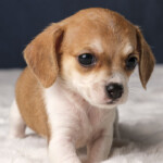 Tallulah