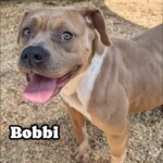 Bobbi
