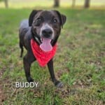 Buddy