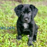 Wilder