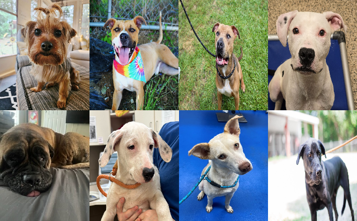 20240814pups