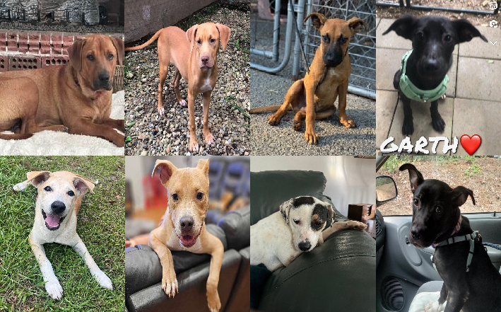 20240823pups