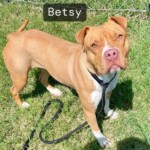 Betsy