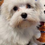 Chloe