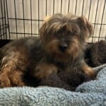 Baxter
