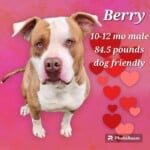Berry