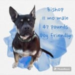 Bishop