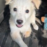 Precious