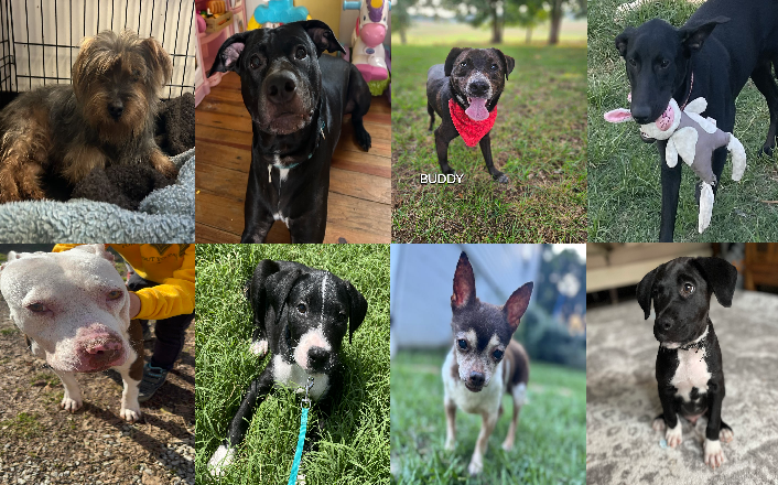20240805pups
