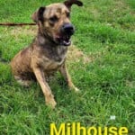 Milhouse