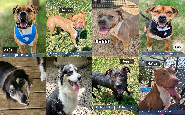20240819pups