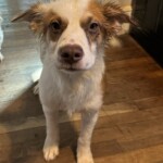 Scout