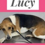 Lucy