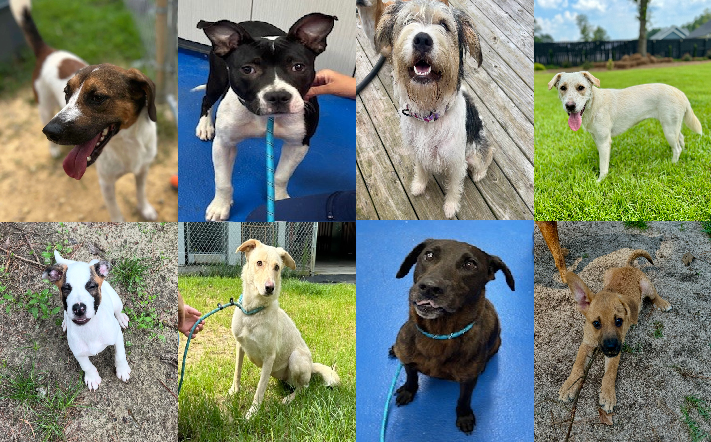 20240808pups