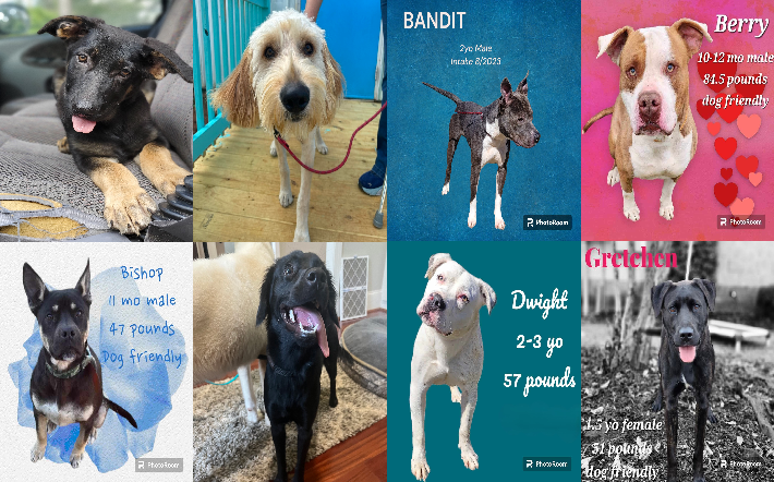 20240822pups