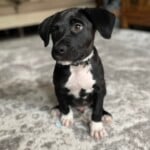 Kelpie