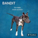Bandit