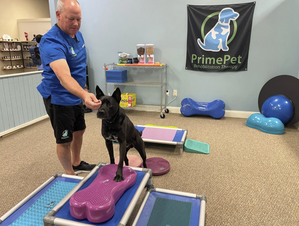 Prime Pet Rehabilitation Therapy