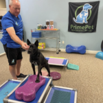 Prime Pet Rehabilitation Therapy
